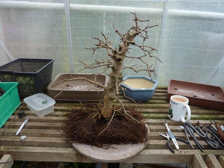 Acer Monspessulanum 2011