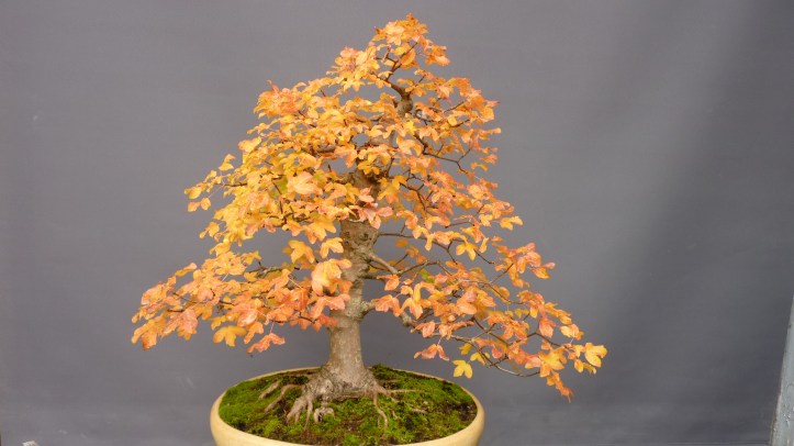 Acer Monspessulanum 2017