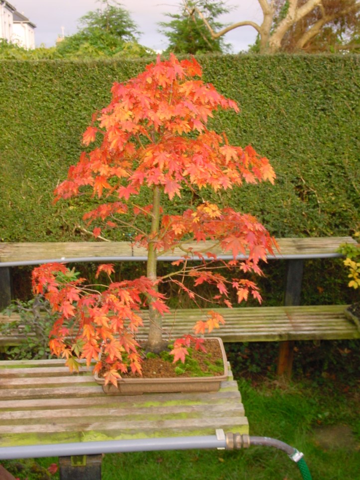 Acer Palmatum 2002