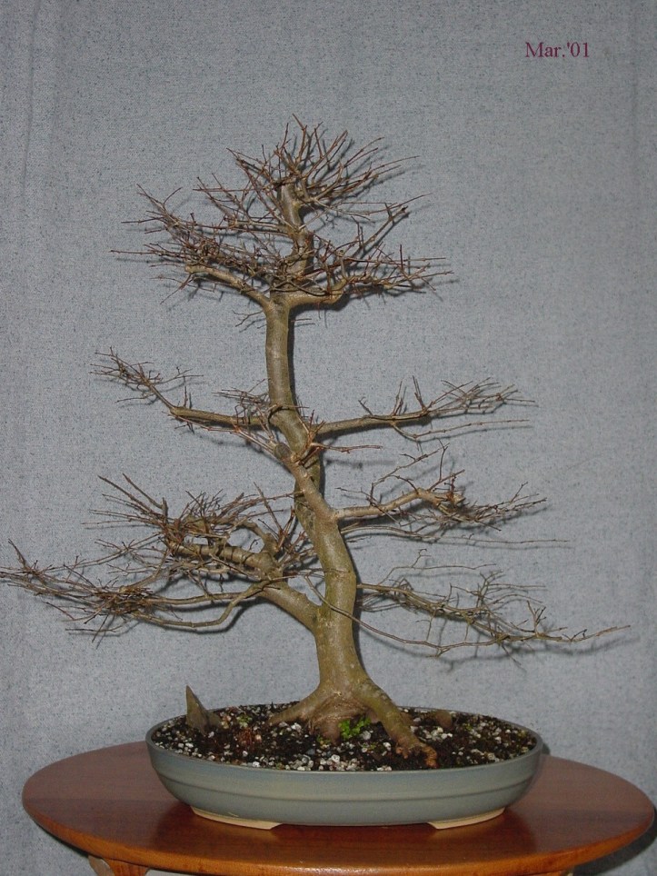Zelkova 2001