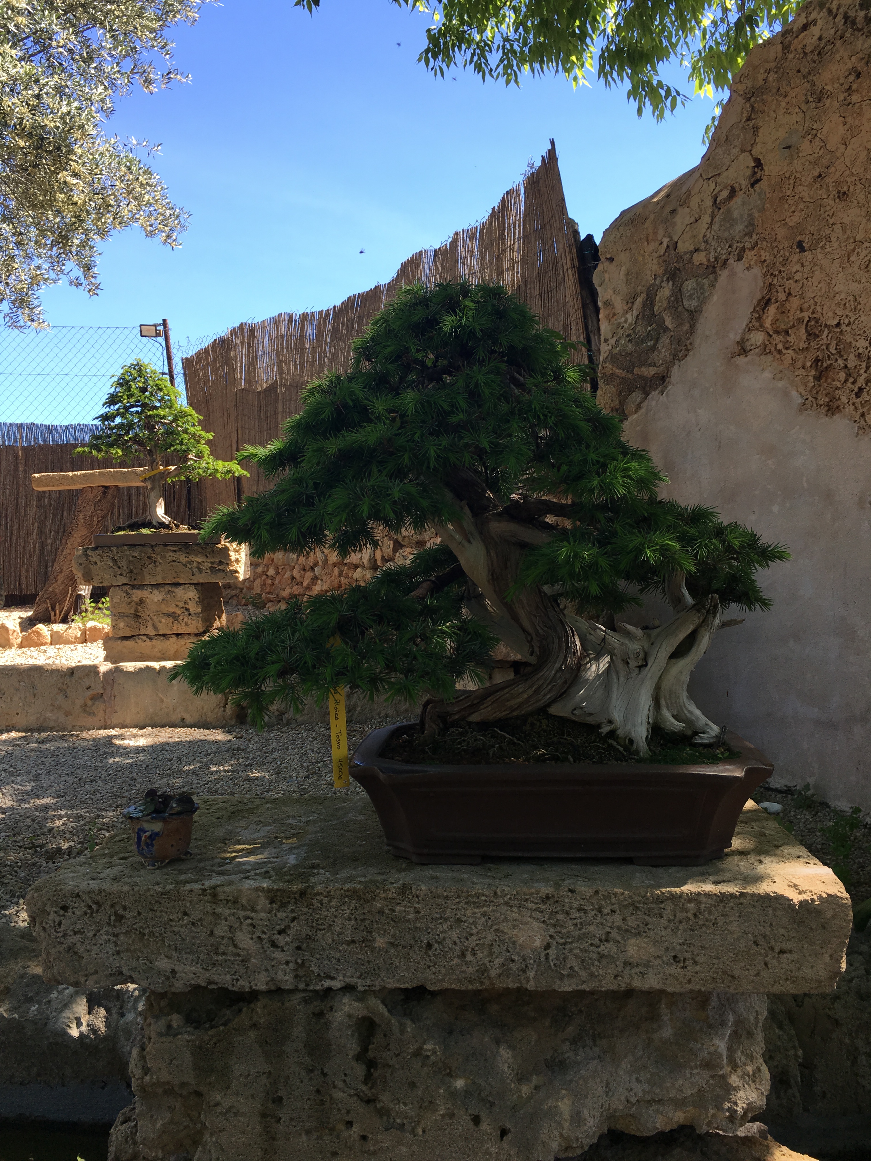 Bonsai Sense, Mallorca  Exeter Bonsai Society