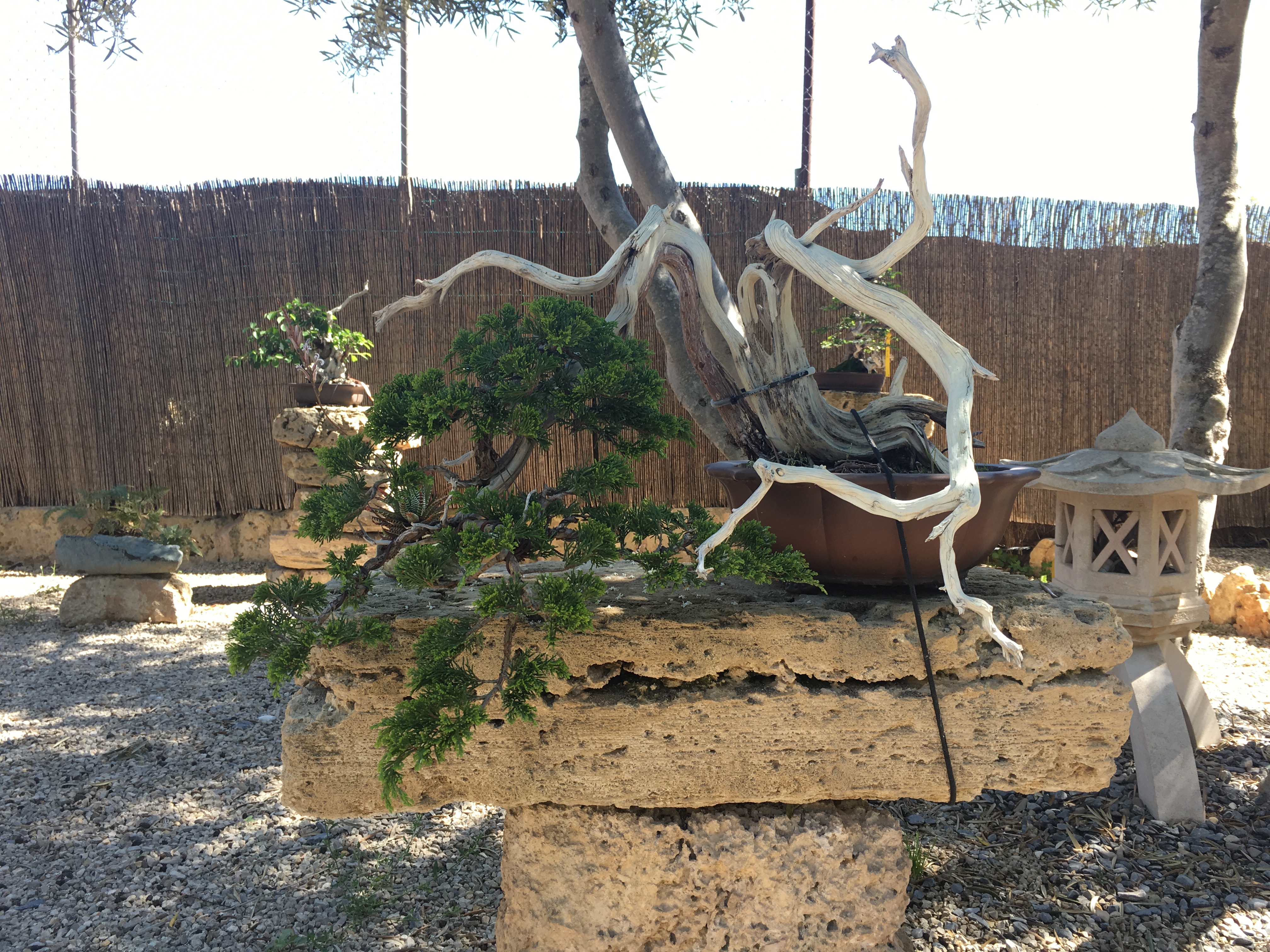 Bonsai Sense, Mallorca  Exeter Bonsai Society
