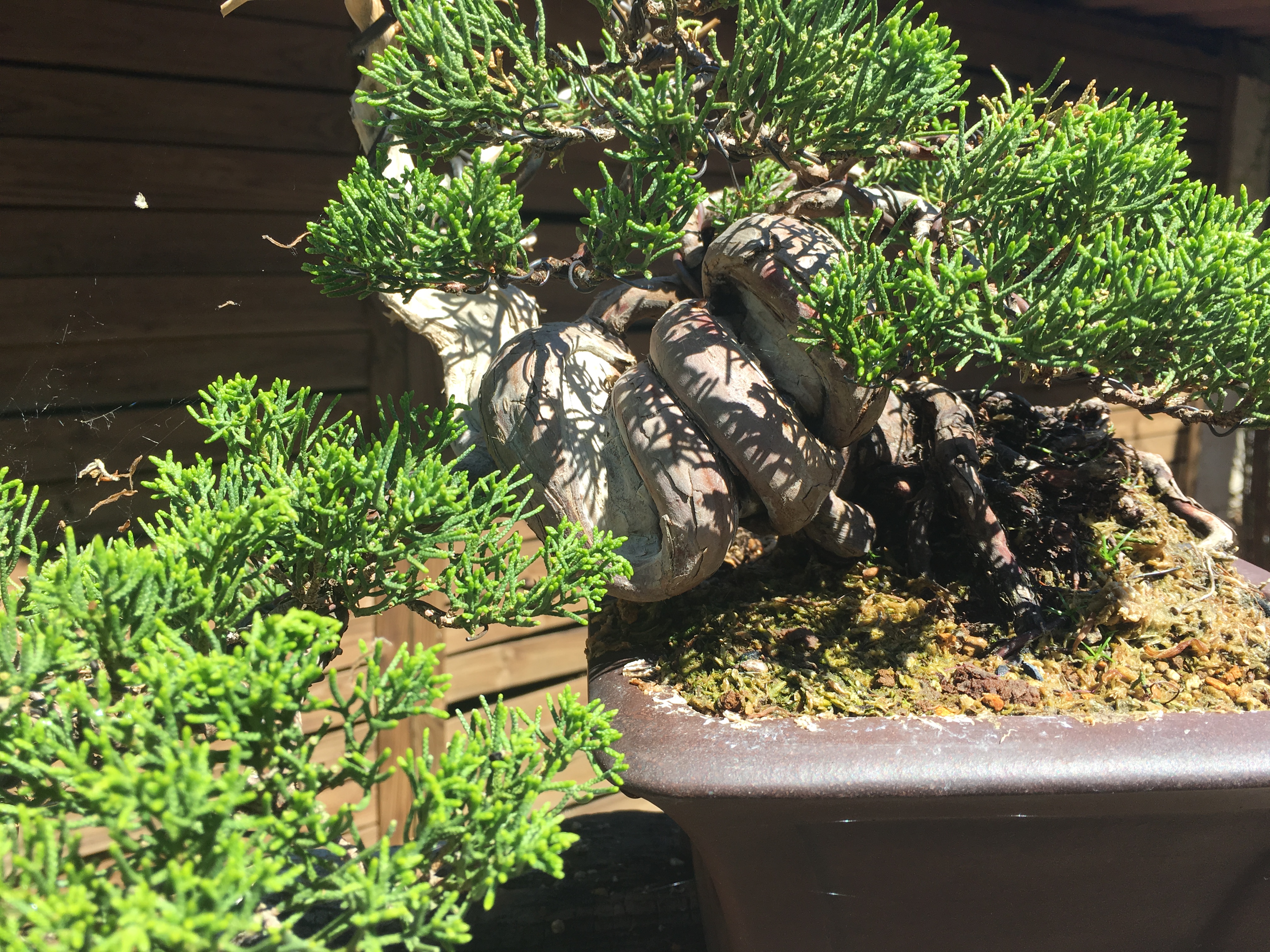 Bonsai Sense, Mallorca  Exeter Bonsai Society