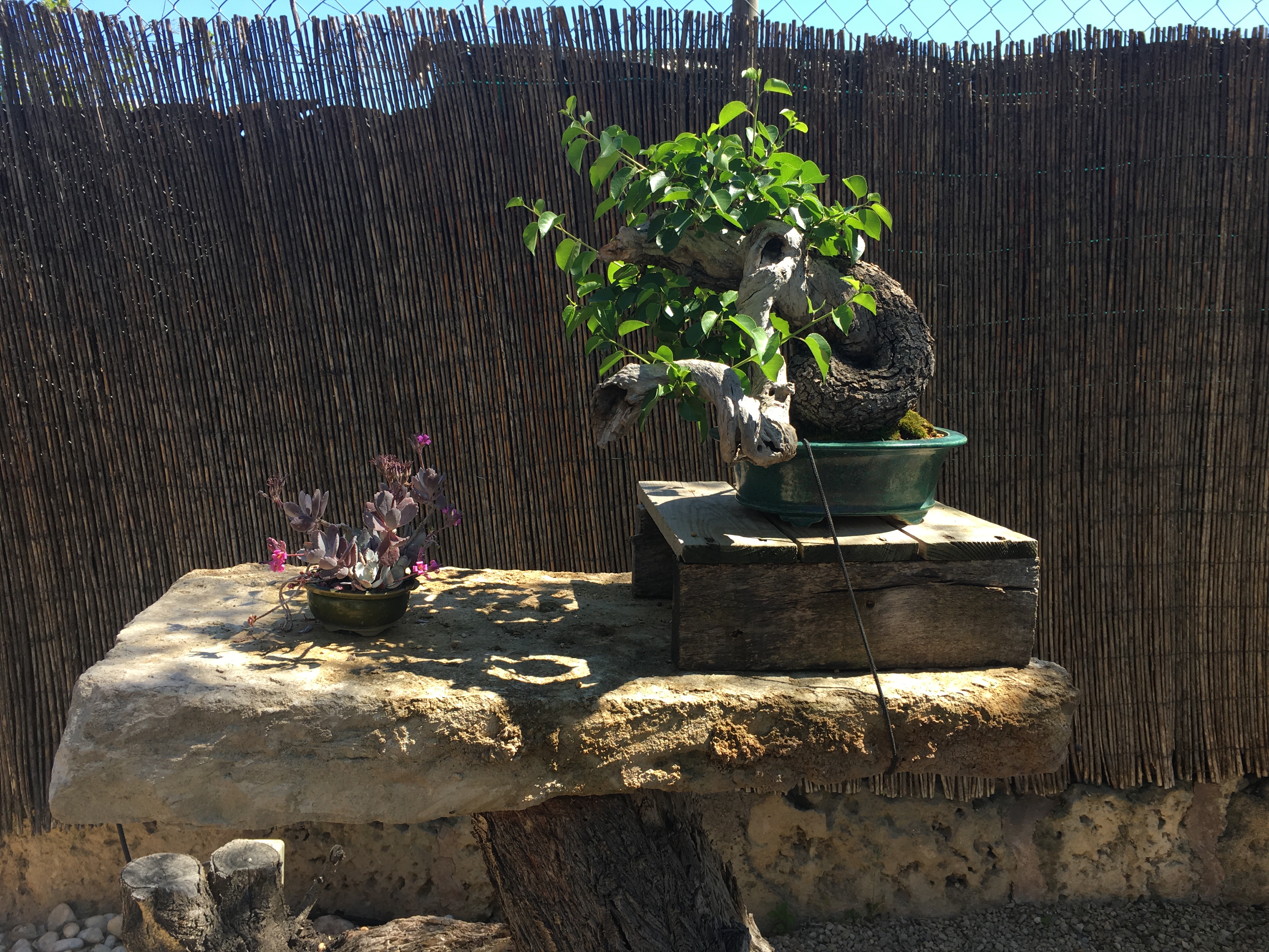Bonsai Sense, Mallorca  Exeter Bonsai Society