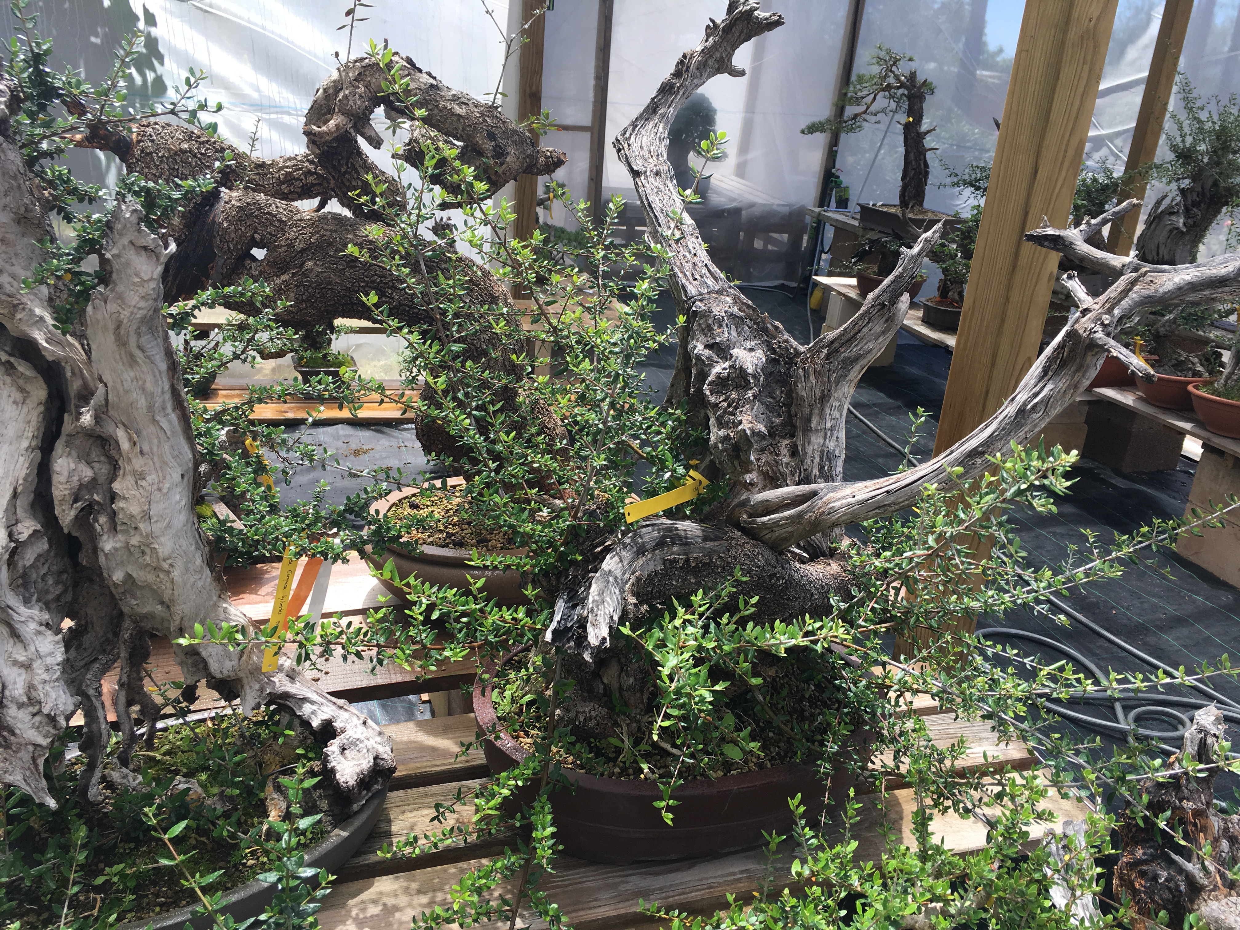 Bonsai Sense, Mallorca  Exeter Bonsai Society