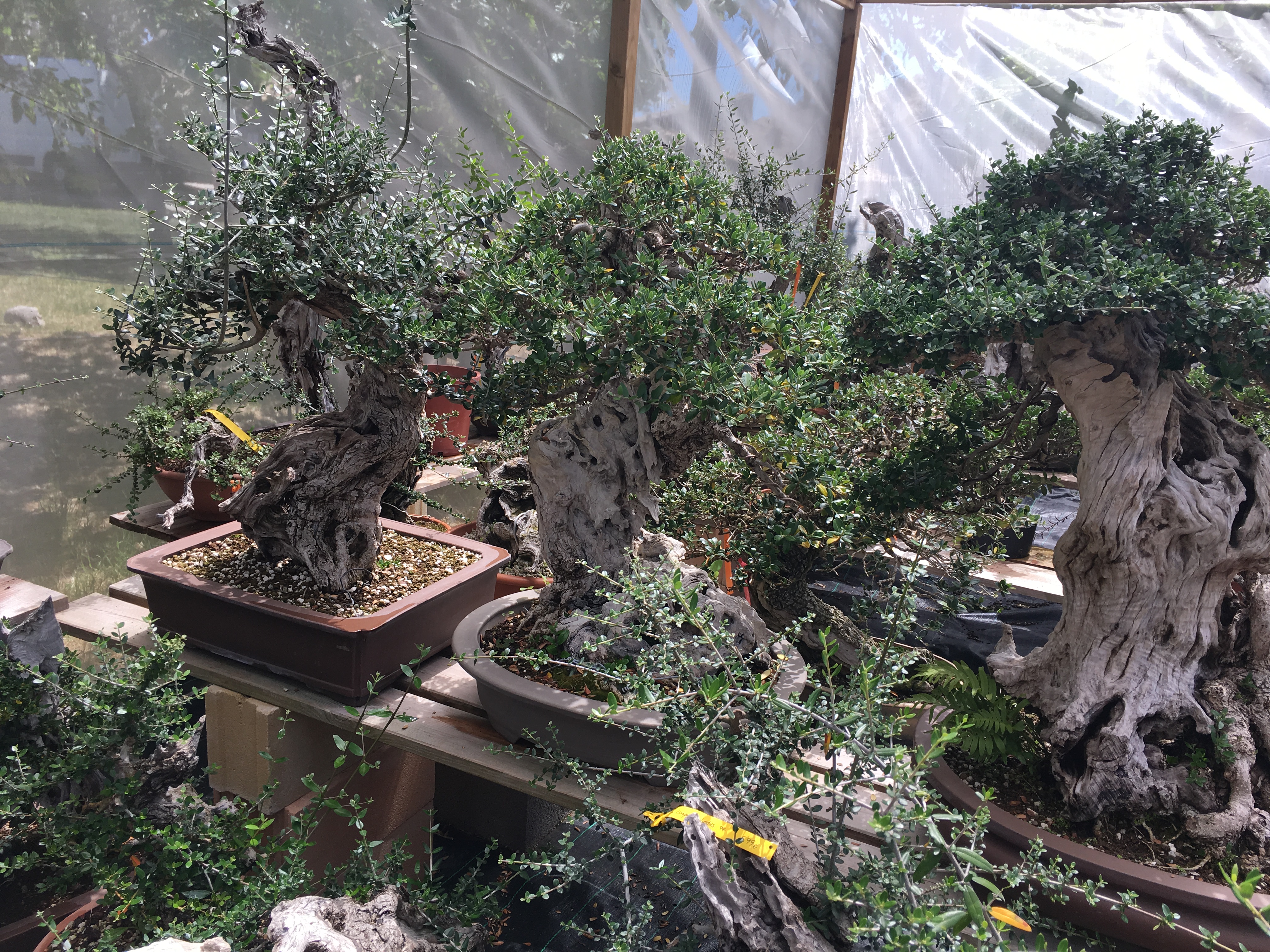 Bonsai Sense, Mallorca  Exeter Bonsai Society